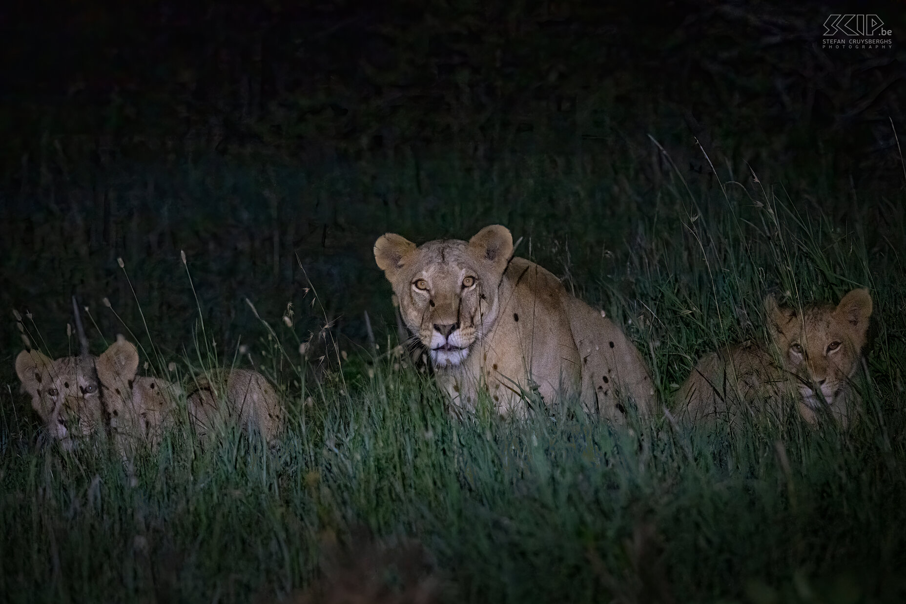 Solio - Lioness with cubs During a final night game drive in Solio we were able to follow a lioness with some cubs.  Stefan Cruysberghs